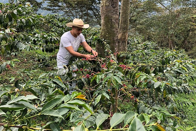 Half-Day Colombian Cafe Tours From Medellin - Good To Know