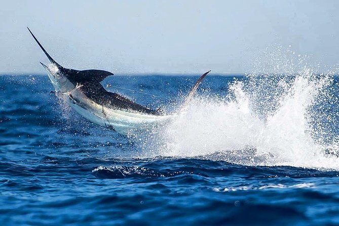 Half Day Fishing Charter - Inshore or Offshore - Overview of Half Day Charter