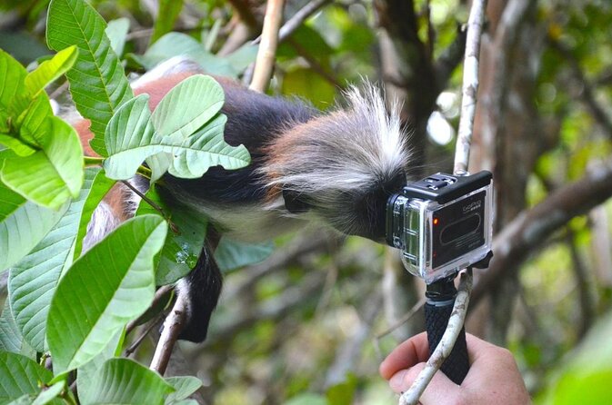 Half-Day Jozani Forest and Spice Farm Guided Tour - Good To Know