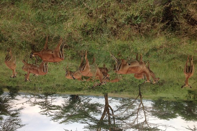 Half Day Nairobi National Park Tours - Good To Know