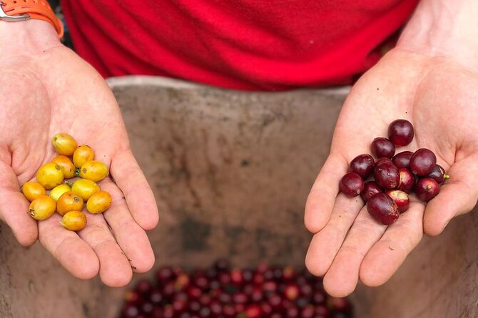 Half-Day Private Coffee Tour in Salento From Armenia