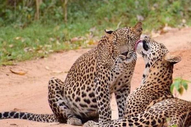 Half-Day Private Safari Tour in Yala National Park - Good To Know