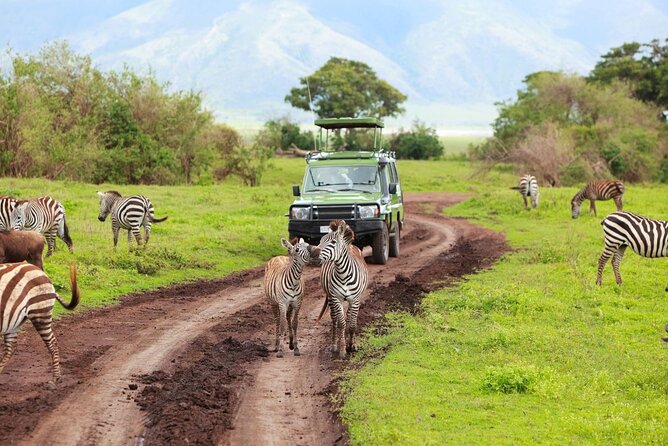 Half Day Safari - Tala Game Reserve and Natal Lion Park Fr Durban - Good To Know