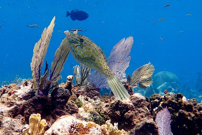 Half-Day Scuba Diving Adventure Roatan - 2 Dives - Good To Know