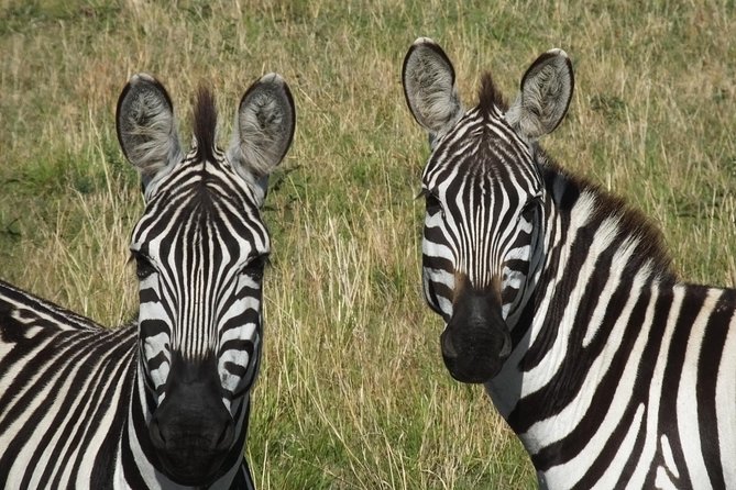 Half Day Tour to Nairobi National Park - Good To Know