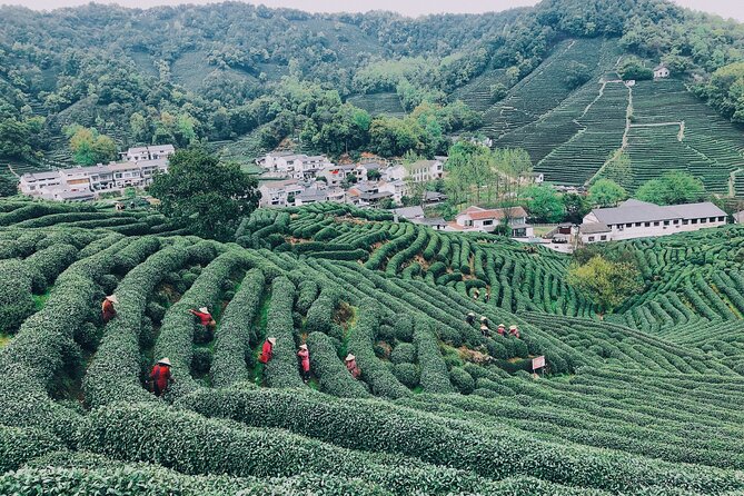 Hangzhou Jiuxi and Tea Village Hiking Trip From Shanghai by Train - Good To Know