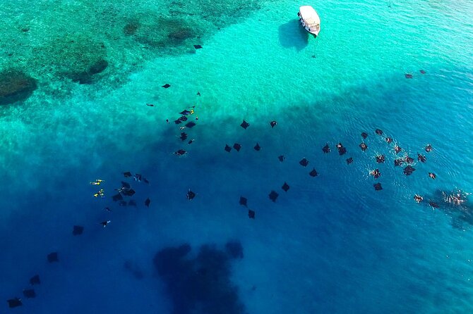 Hanifaru Bay Snorkeling With Whale Sharks & Mana Rays - Meeting and Pickup