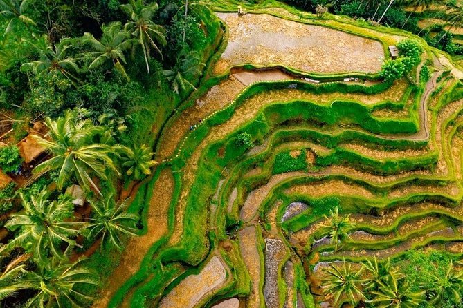 Highlights of Ubud - Good To Know