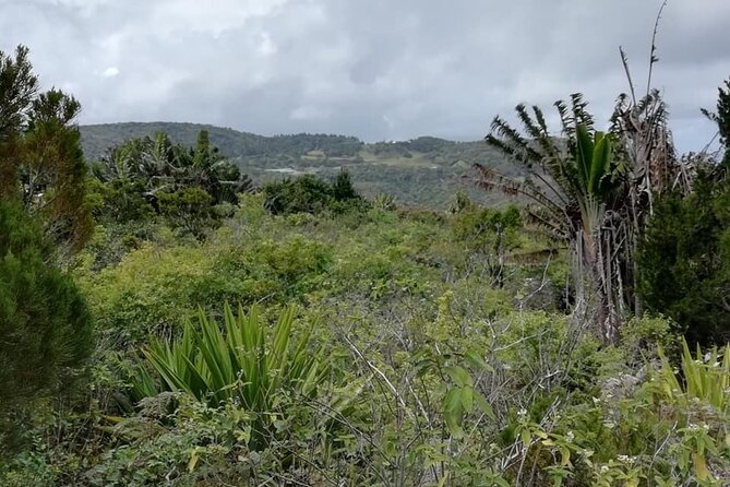 Hiking Piton De La Petite Riviere Noire Mountain Including Lunch & Transfer - Good To Know