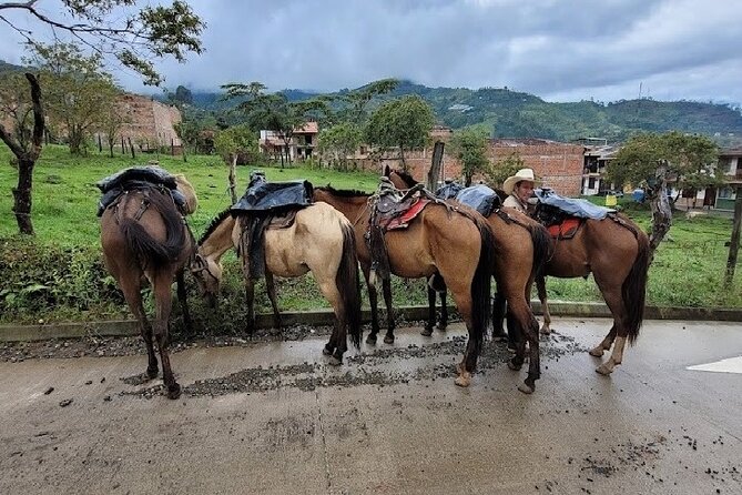 Horse Trails - Good To Know