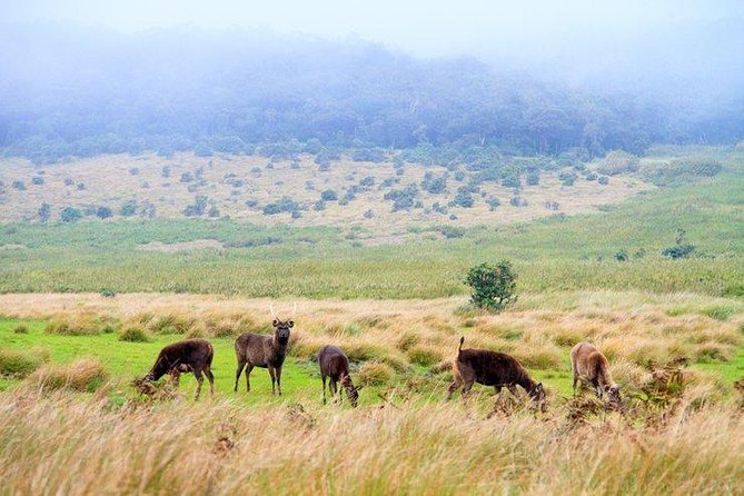 Horton Plains National Park Tour From Nuwara Eliya With Holiday Walkers Srilanka - Good To Know