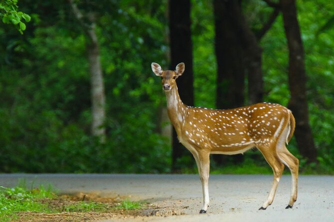 Hubli to Anshi National Park (Kali TigerReserve) & Goa Beach Tour - Good To Know