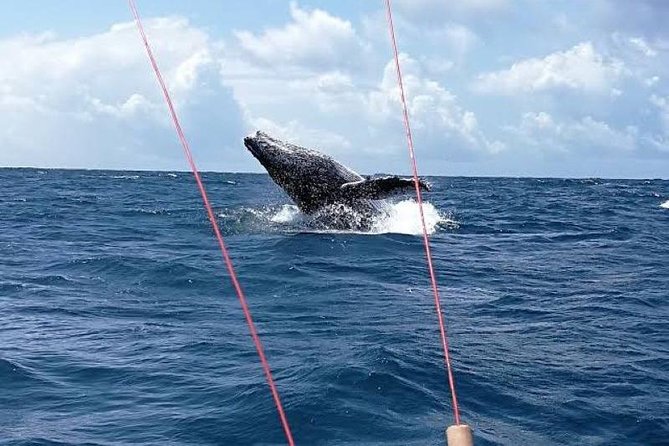Humpback Whale Watching - Good To Know