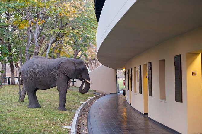 Hwange National Park Full Day From Victoria Falls - Good To Know