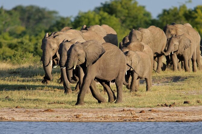 Hwange (Safari) Full Day Trip From Victoria Falls