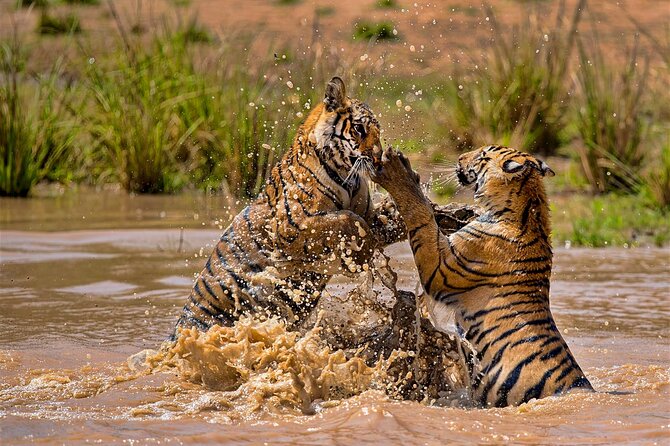 India Wildlife Photography Tour - Good To Know