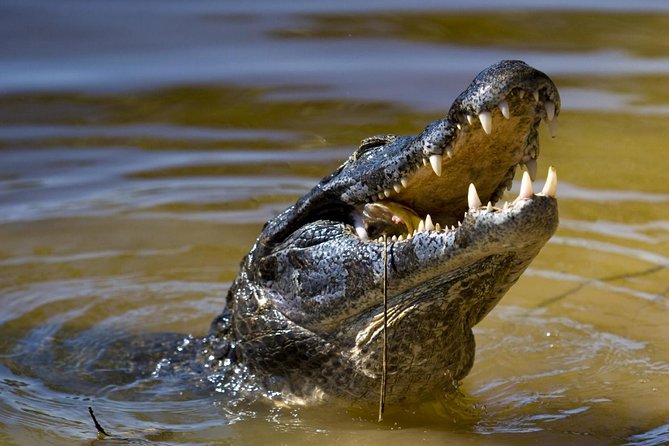 Jungle Crocodile Safari & Jaco Beach From San Jose - Good To Know