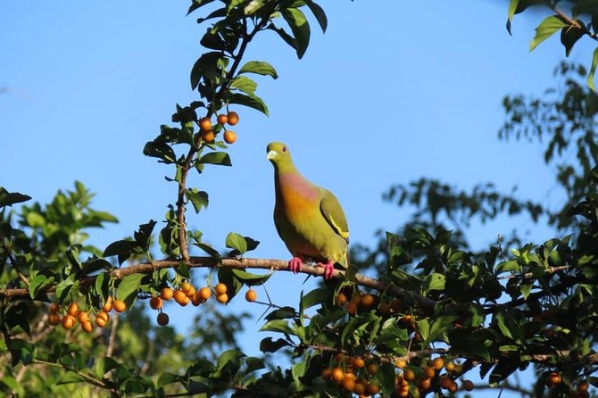 Kalametiya Bird Watching,Lagoon Safari Trip From Any Hotels Southern Province - Good To Know