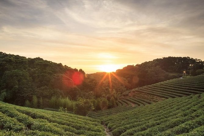 Kiambethu Tea Farm Full-Day Tour From Nairobi With Lunch - Good To Know