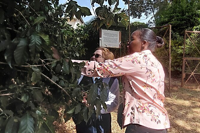Kiambethu Tea Farm Tour (Thursdays to Sunday) - Good To Know