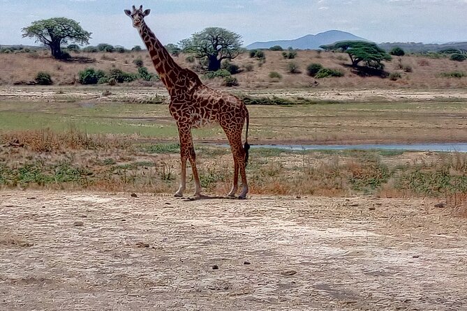 Kilimahewa Safari (Adventure) Full and Real Wild - Good To Know