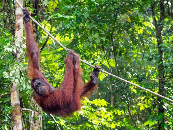 Kuching City Tour & Semenggoh Wildlife - Good To Know