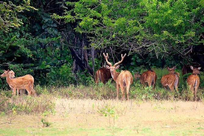 Kumana National Park Private Safari - Good To Know