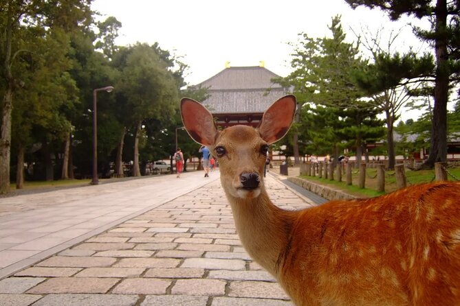 Kyoto and Nara Park Day Tour From Osaka/Kyoto. - Inclusions and Meeting Points