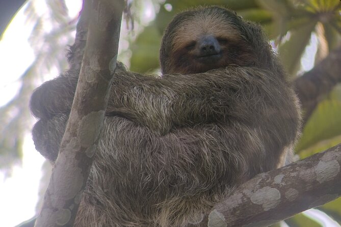La Fortuna-Breath Taking Sloth Tour & Tortilla Experience! - Good To Know