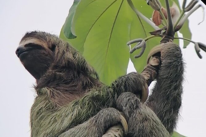 La Fortuna: Sloth Watching - 3 Hours Tour - Good To Know