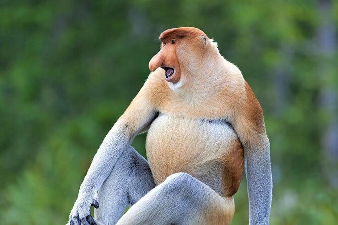 Labuk Proboscis, Sepilok, Sun Bear, Sandakan City Tour & Lunch - Good To Know