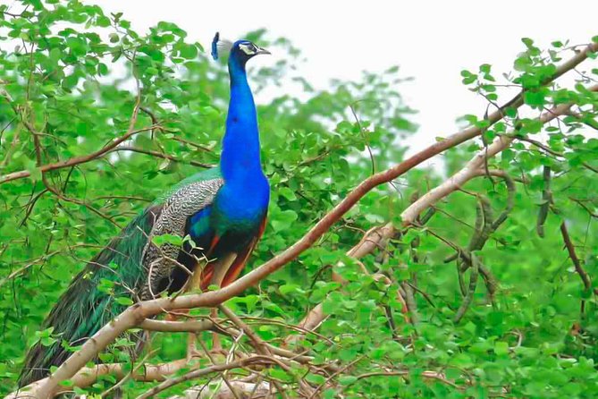Lahugala Kitulana National Park Private Safari - Good To Know