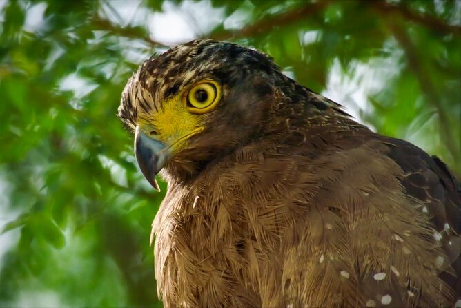 Lahugala Kitulana National Park Safari With Naturalist - Good To Know