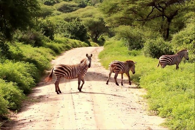 Lake Manyara National Park Day Trip - Good To Know