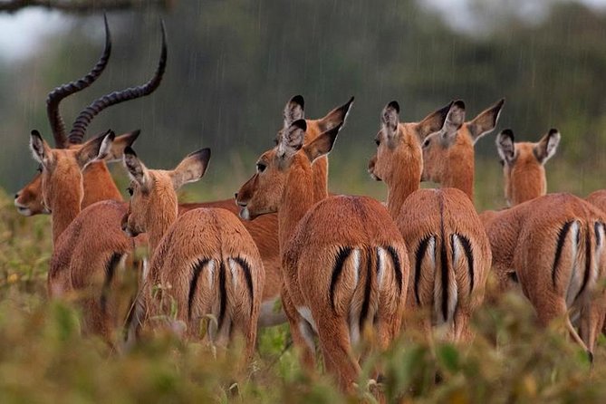 Lake Nakuru National Park Full Day - Good To Know