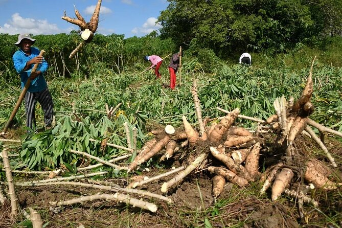 Learn Farming and Harvesting Stories in Villanueva Colombia - Good To Know