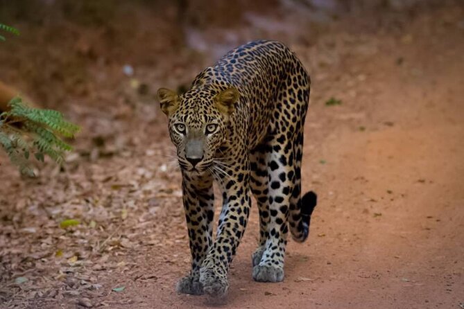 Leopard Safari in Yala National Park With an Experienced Guide - Good To Know