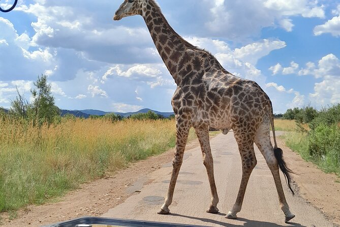 Lion and Safari Park Open Truck Game Drive - Good To Know
