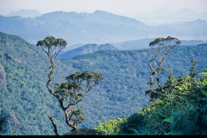 LION KING - Sinharaja Rain Forest Day Tour - Good To Know