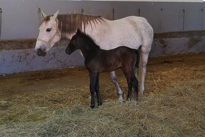 Lipica Stud Farm Tour (Up to 8 Persons) - Tour Overview