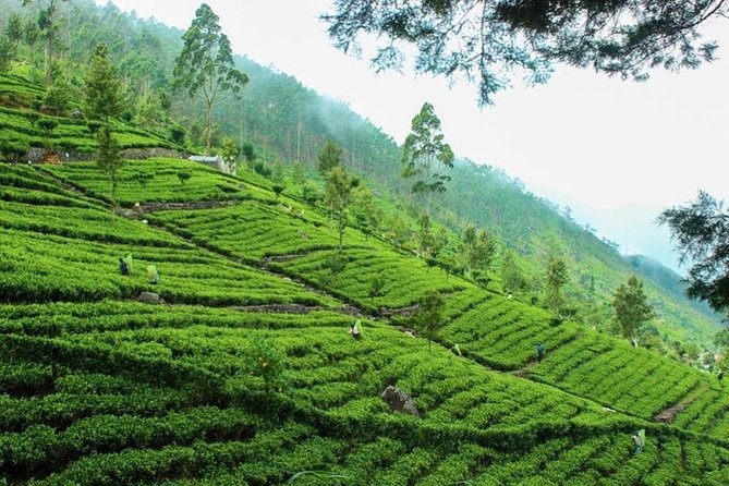 Liptons Seat Tea Factory Visit Tea Plantation Tour | From Ella