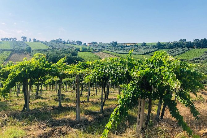 Live Online Experience: Montepulciano Dabruzzo. - Good To Know