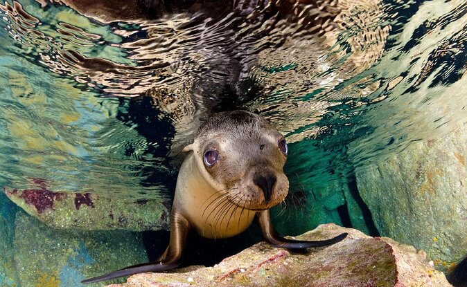 Lobos Island and Ochoa Beach Day Tour: Snorkeling & Wildlife - Good To Know