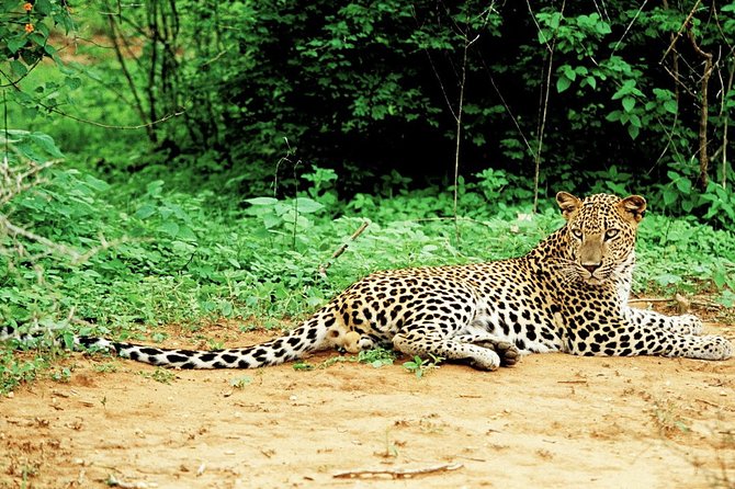 Lunugamvehera National Park Private With Naturalist (12 Hrs) - Good To Know