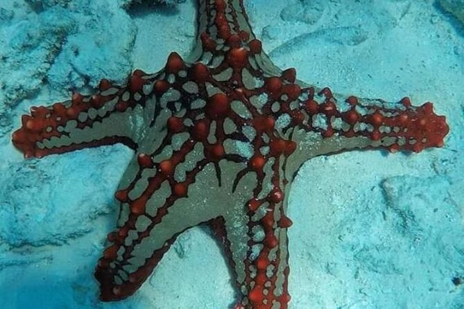 Luxury Starfish Adventure+ Blue Lagoon +Snorkeling + the Rock Restaurant - Good To Know