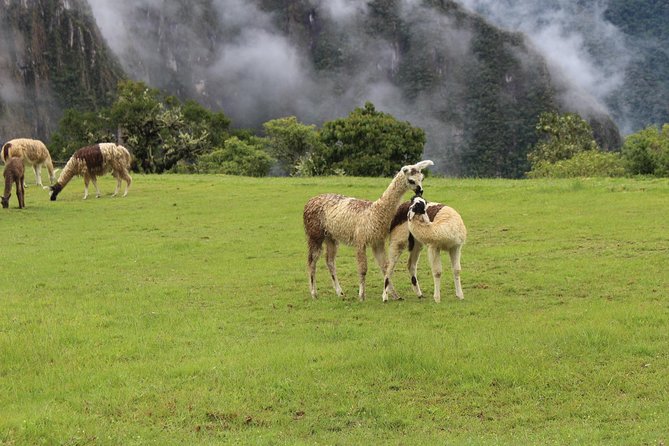 Machupicchu Day Tour Guided From Cusco - Inclusions