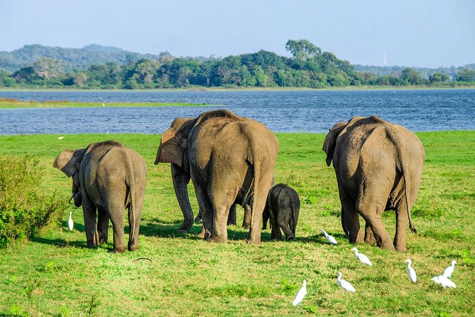Maduru Oya National Park Private Safari With Naturalist - Good To Know