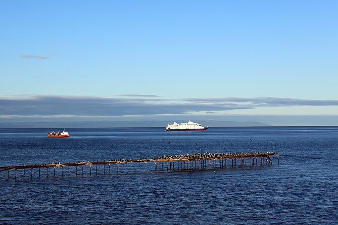 Magallanes Reserva and City Tour. Private Shore Excursion. - Good To Know