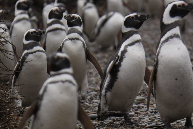 Magellanic Penguins Full Day Tour With Lunch Included - Good To Know