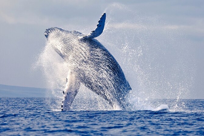 Majestic Giants Whale Watching in Mancora - Good To Know